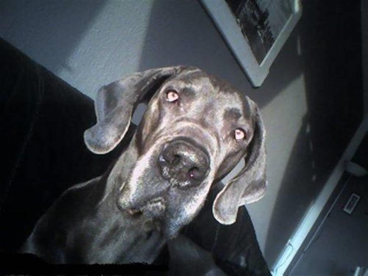 Grand danois ~Chang~ ~Himmelhund~ - så hyggede man i sofaen.... altid dejligt og hygge... :)  billede 7