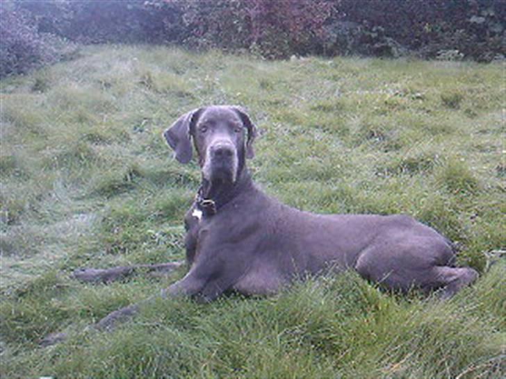 Grand danois ~Chang~ ~Himmelhund~ - 10 år gammel... :) billede 9