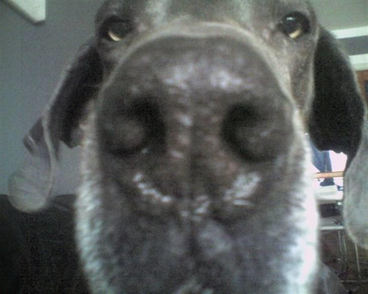 Grand danois ~Chang~ ~Himmelhund~ - hmmm... hva har du der moaaar? billede 10