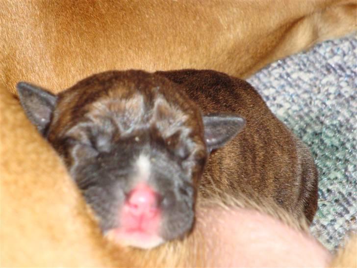 Blanding af racer Marley (RIP 26.07.2016) - nyder livet som helt nyfødt. :) billede 2