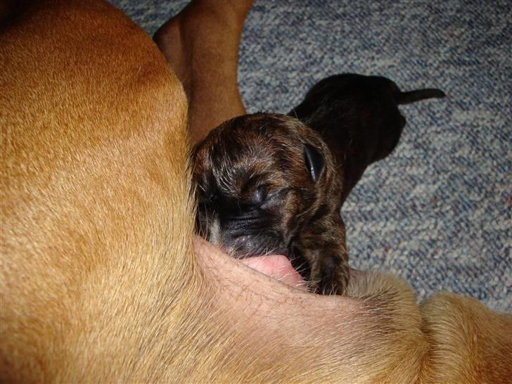 Blanding af racer Marley (RIP 26.07.2016) - mmm.. go fløde man sådan får serveret i velskabt babs når man ikke er mere end 5 minutter gammel :) billede 3