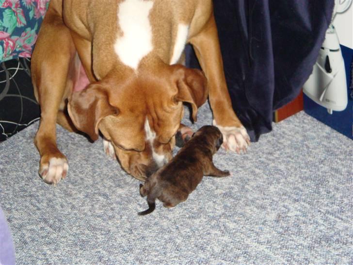 Blanding af racer Marley (RIP 26.07.2016) - ja.. man når kun at komme ud før mor er pisse irreterende og skal snuse og slikke :) billede 4