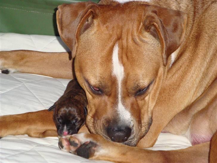 Blanding af racer Marley (RIP 26.07.2016) - vi elsker at putte :) billede 5