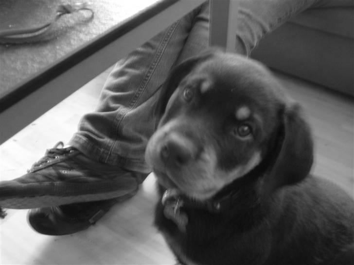 Rottweiler RICO billede 9