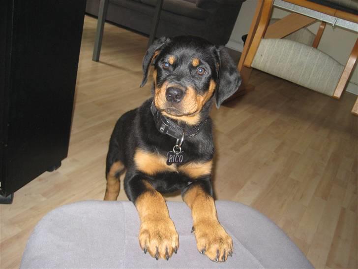 Rottweiler RICO billede 10