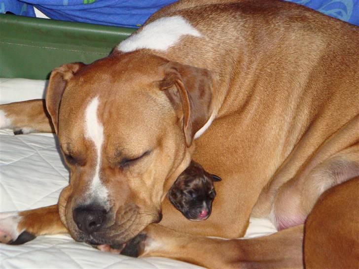 Blanding af racer Marley (RIP 26.07.2016) - hvor er der dejligt varmt hernede i mors favn :) billede 6