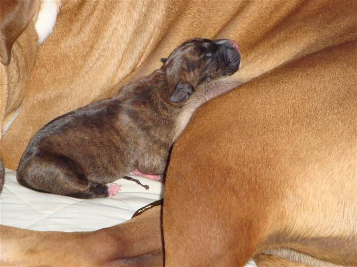 Blanding af racer Marley (RIP 26.07.2016) - bøvs.. nu jeg træt og mor er den bedste hovedpude ever!!! billede 7