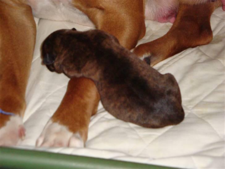 Blanding af racer Marley (RIP 26.07.2016) - for søren mor hvorfor skal du spænde ben ... bare vent til jeg bliver STOR .. billede 8