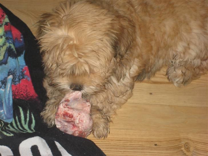 Bichon havanais Nelli - Råt kød... MUMS billede 12