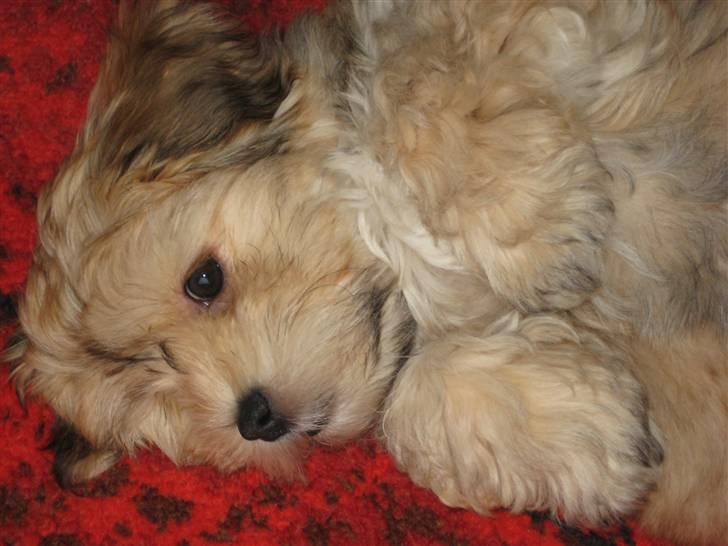 Bichon havanais Nelli billede 13