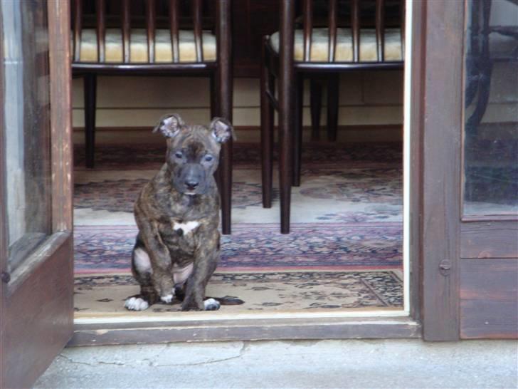Blanding af racer Marley (RIP 26.07.2016) - Hvis jeg nu kravler på mors hoved mon ik hun vågner så.... billede 9