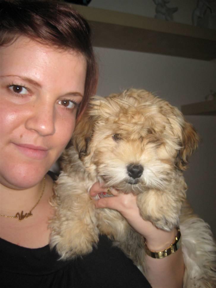 Bichon havanais Nelli - Nelli og hendes "mor" billede 14