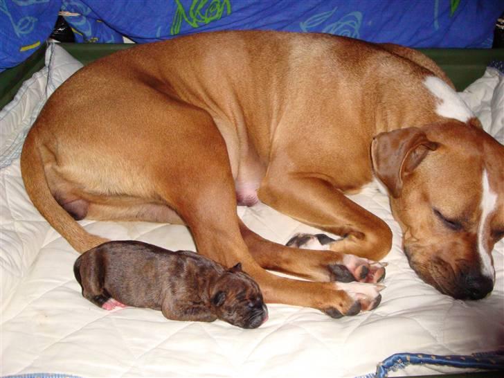 Blanding af racer Marley (RIP 26.07.2016) - som mor som barn ;) billede 10