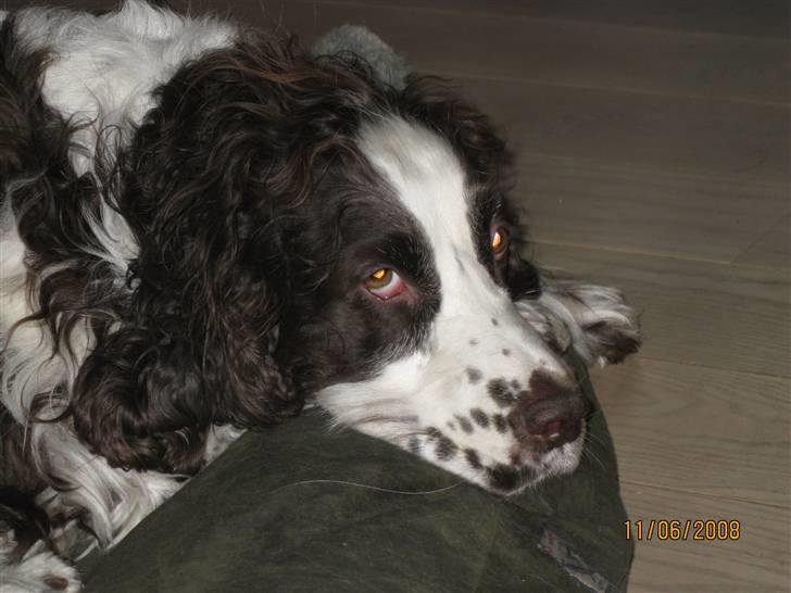 Engelsk springer spaniel Andy billede 1