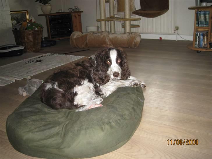 Engelsk springer spaniel Andy - Lidt afslapning efter gåturen billede 2