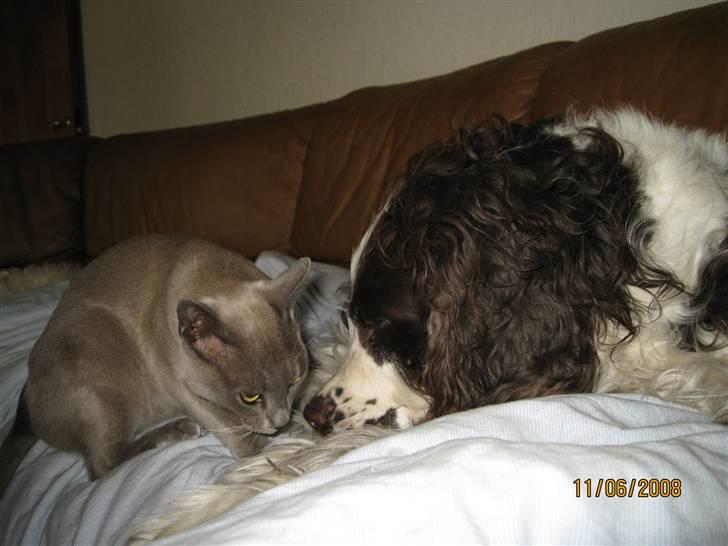Engelsk springer spaniel Andy - Åhr man kan da heller ikke sove i fred for Whisky billede 3