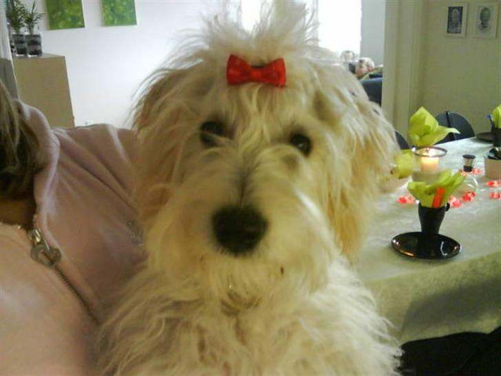 Blanding af racer viktor ( solgt ) billede 1