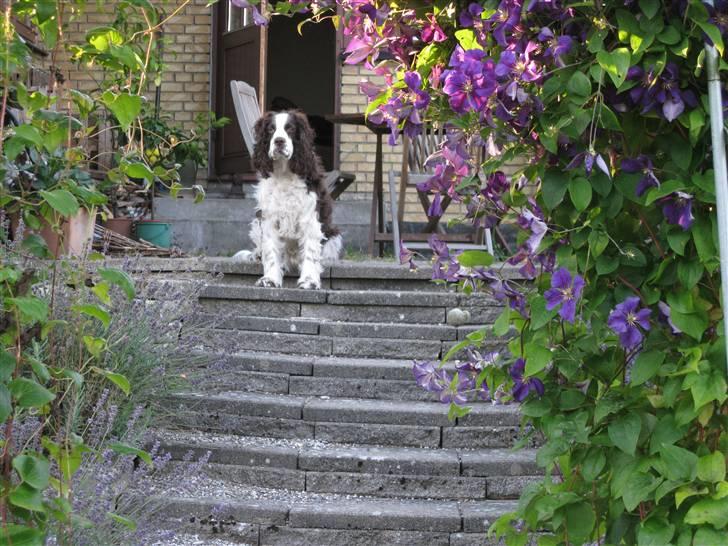 Engelsk springer spaniel Andy - Her oppefra har man god udsigt over haven billede 4