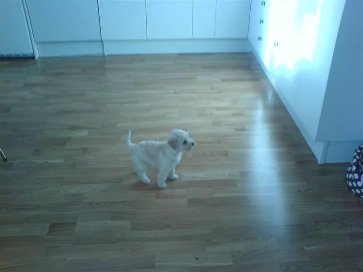 Blanding af racer viktor ( solgt ) billede 2