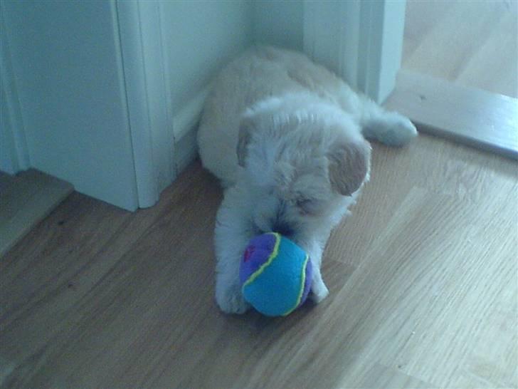 Blanding af racer viktor ( solgt ) billede 3