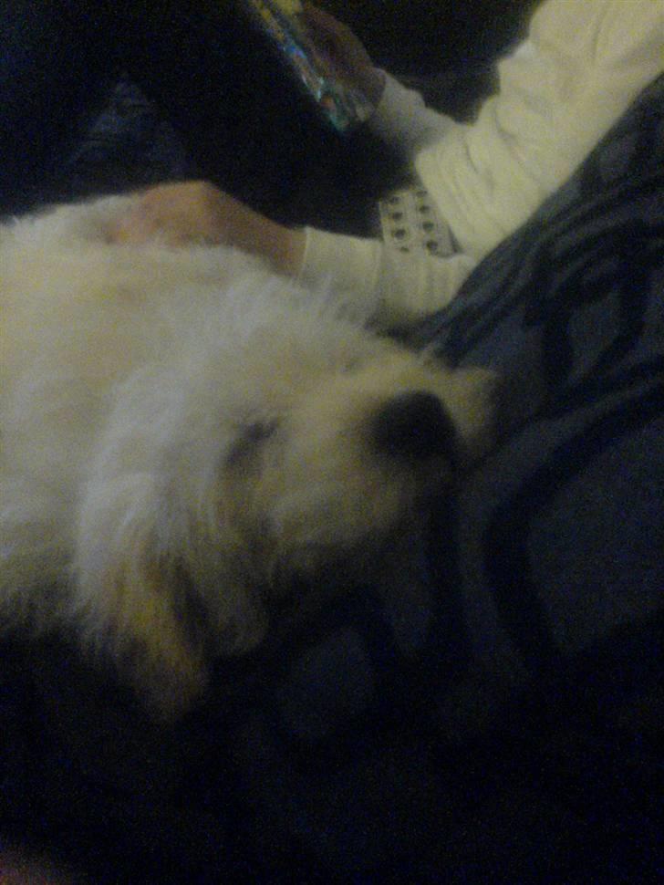 Blanding af racer viktor ( solgt ) billede 4