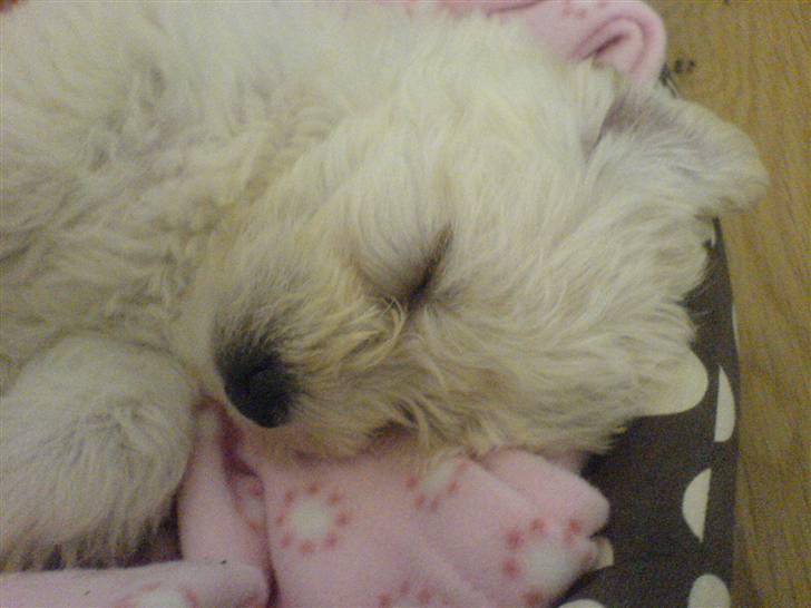 Blanding af racer viktor ( solgt ) billede 5