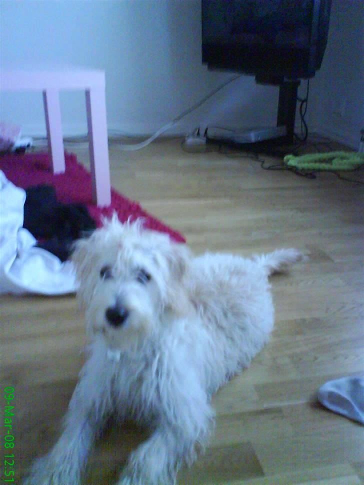 Blanding af racer viktor ( solgt ) billede 6