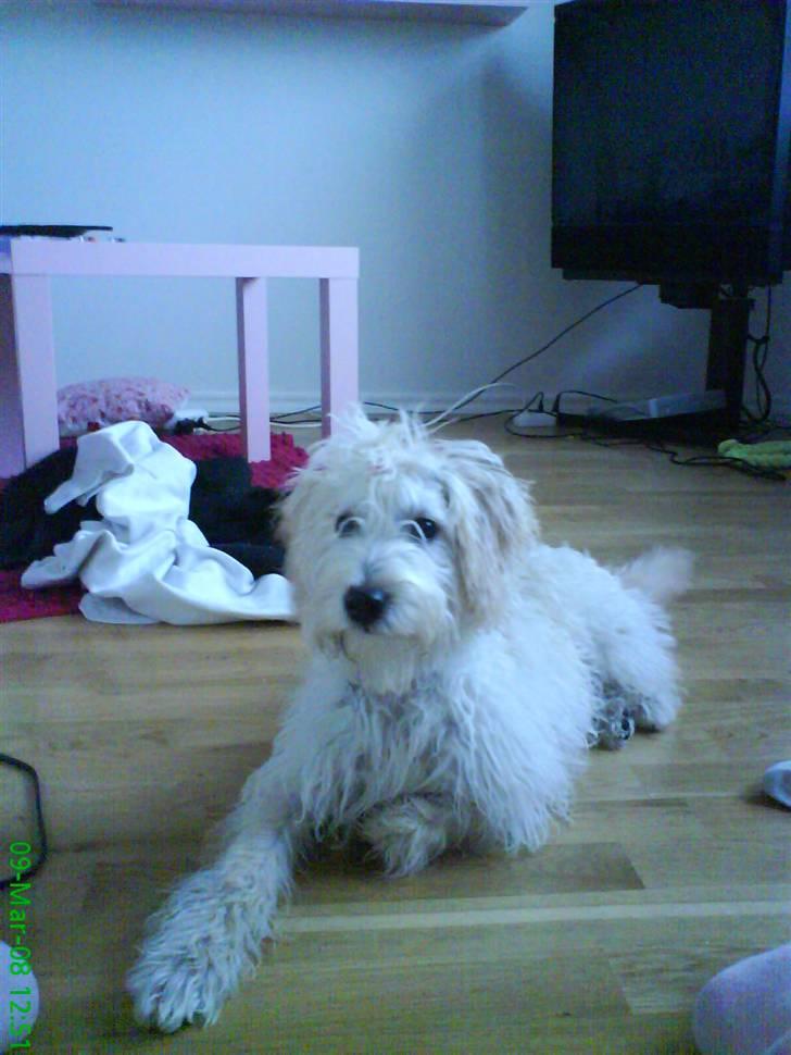 Blanding af racer viktor ( solgt ) billede 7