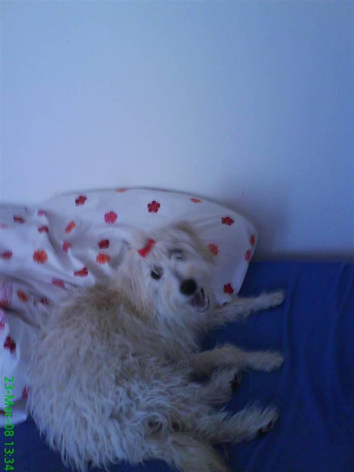 Blanding af racer viktor ( solgt ) billede 8