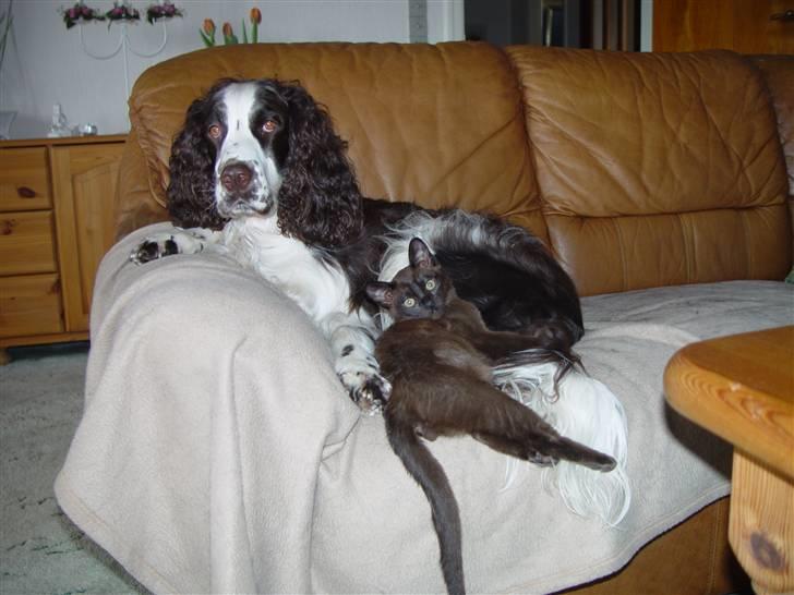 Engelsk springer spaniel Andy billede 5
