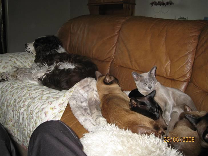 Engelsk springer spaniel Andy - Lidt fælleshygge i sofaen sammen med misserne billede 6