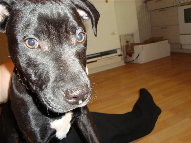 Staffordshire bull terrier tasha billede 1