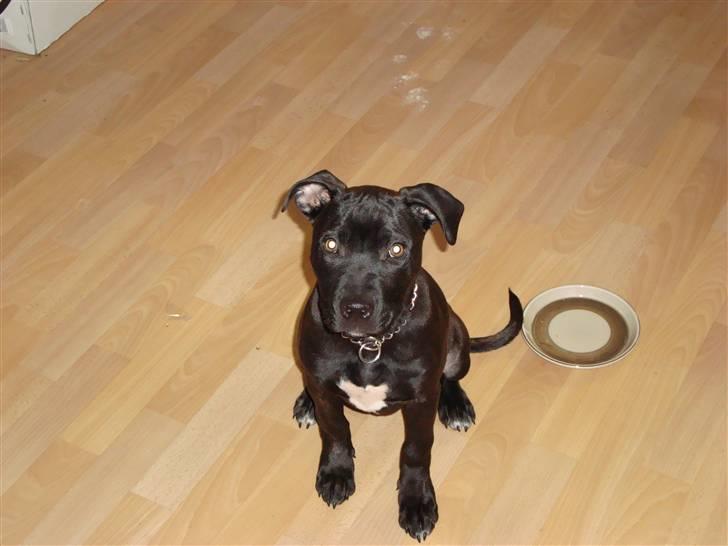 Staffordshire bull terrier tasha billede 2