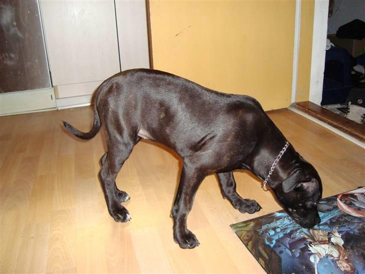 Staffordshire bull terrier tasha billede 3