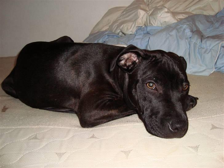 Staffordshire bull terrier tasha billede 4