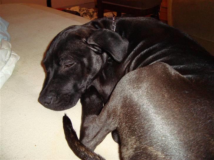 Staffordshire bull terrier tasha billede 5