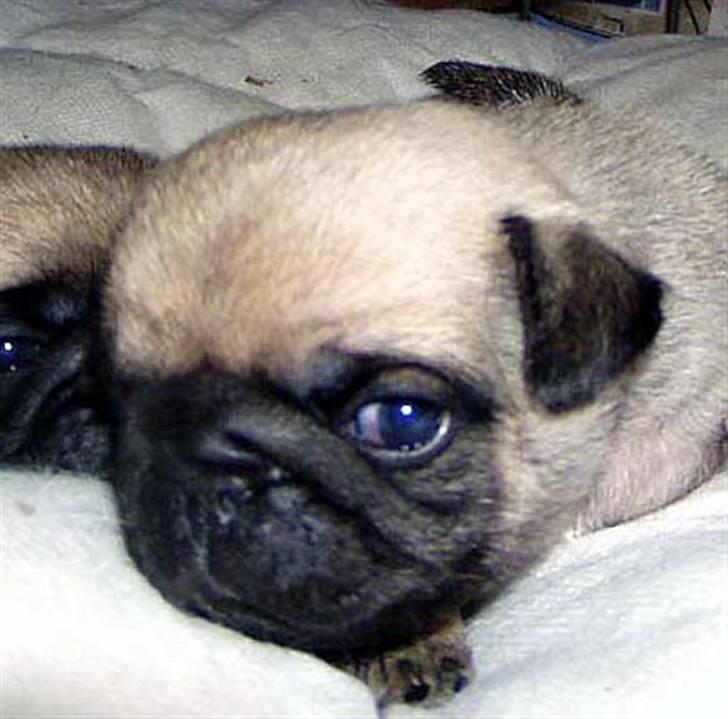 Mops Ibeth Pug Dominic Purcell - 19 døgn gammel billede 14