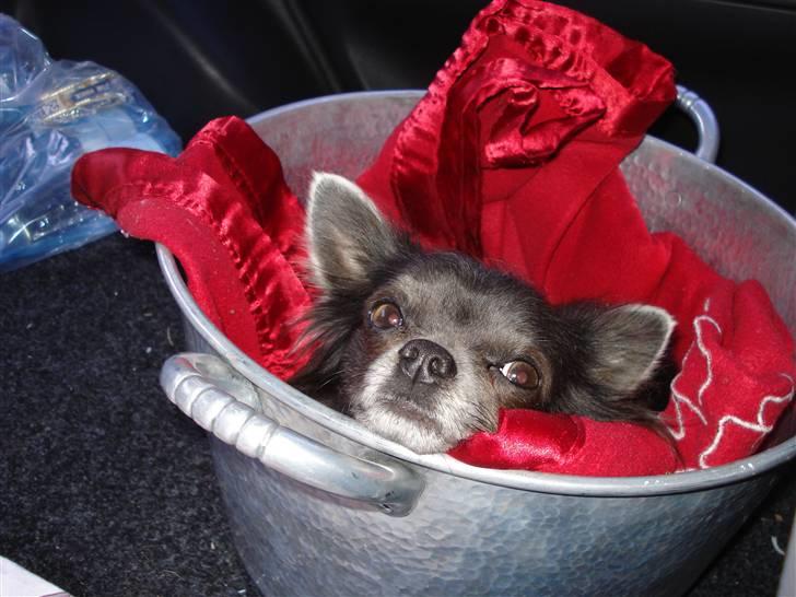 Chihuahua carlos billede 2