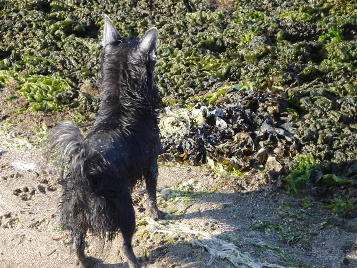 Chihuahua carlos billede 3