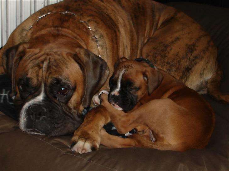 Boxer Conrad billede 20