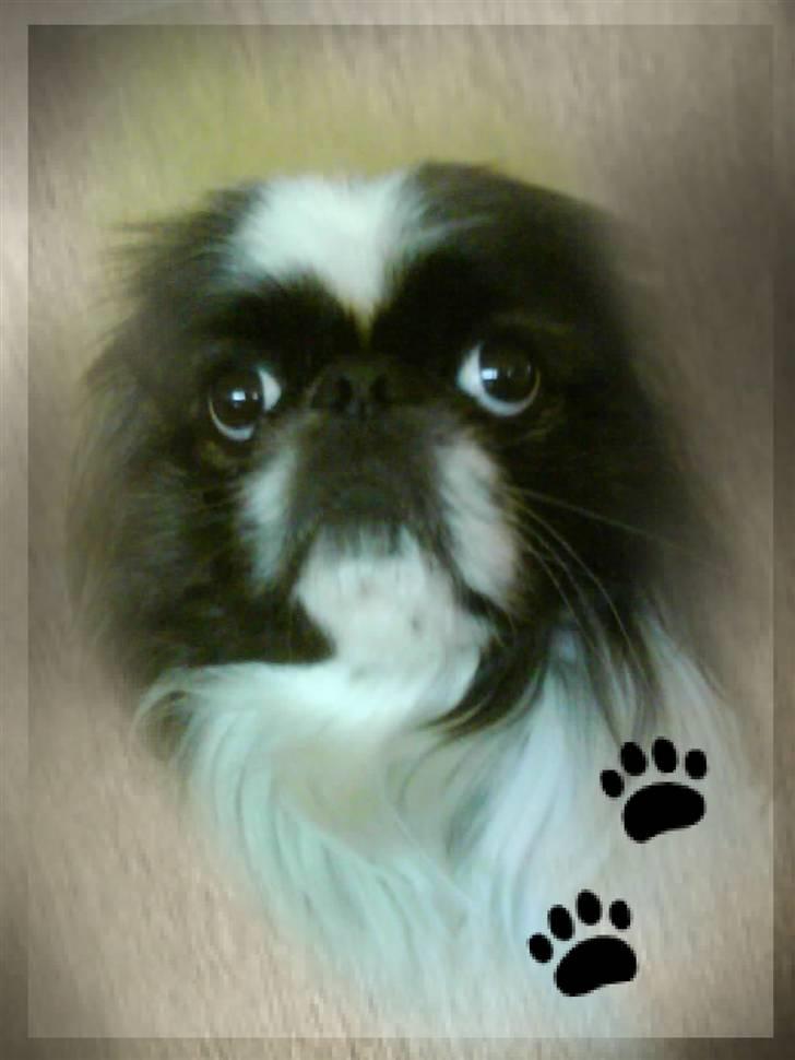Pekingeser Merle R.I.P. 2006-2011 - Min lille foto-model :) billede 1