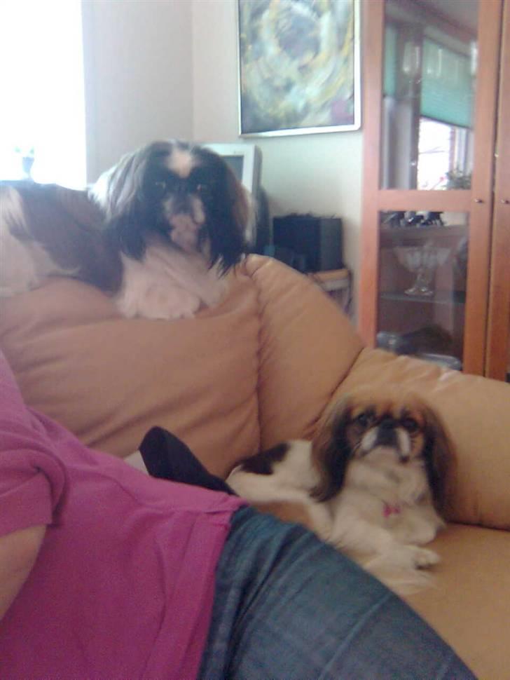 Pekingeser Merle R.I.P. 2006-2011 - Merle og molly... Molly er merle´s søster.. (Fra samme kuld)  billede 2