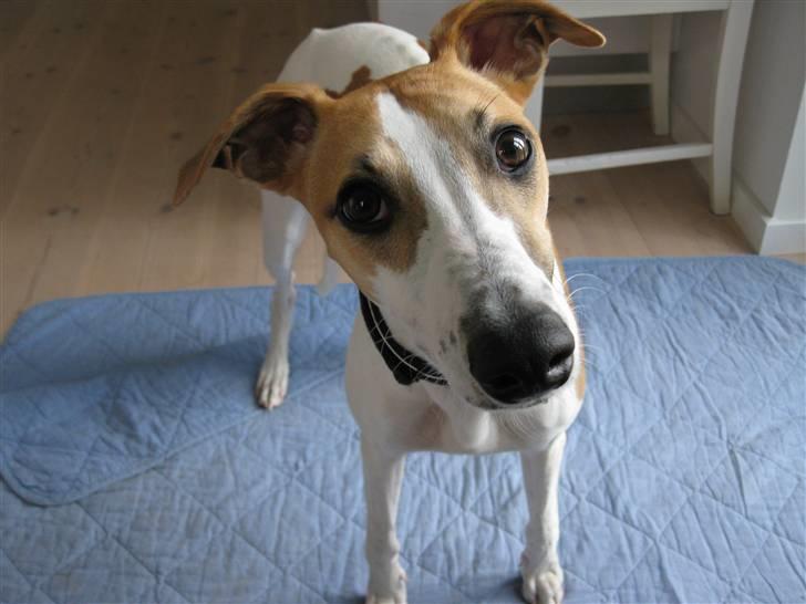 Whippet Hauxwells Thoth - Hej jeg hedder Hauxwells Thoth, men bliver kaldt Svipper billede 1