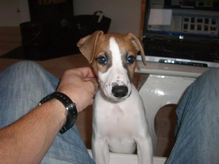 Whippet Hauxwells Thoth - Her er jeg ca 9 uger billede 2
