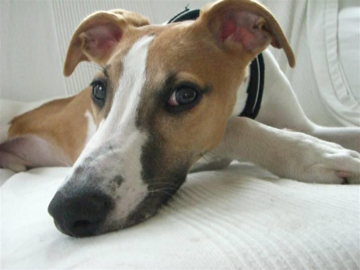 Whippet Hauxwells Thoth - Nyder livet på sofaen billede 3