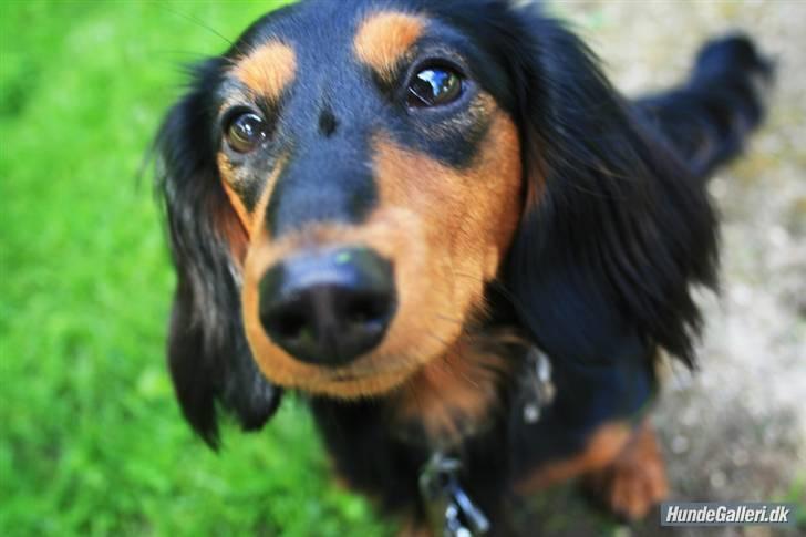 Dværggravhund Munthe billede 1