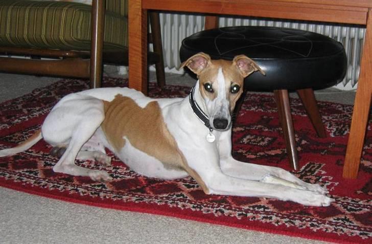 Whippet Hauxwells Thoth - På besøg hos "Morfar" billede 4