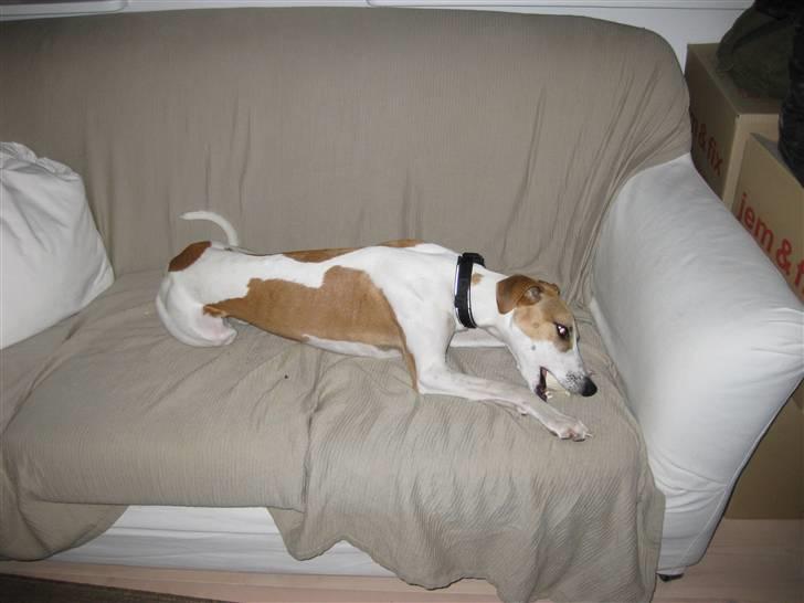 Whippet Hauxwells Thoth - Et ben i sofaen billede 5