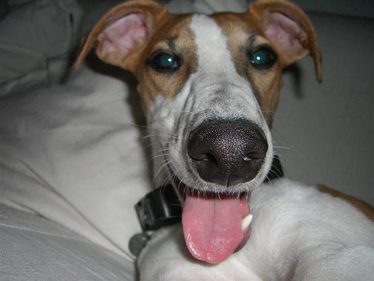 Whippet Hauxwells Thoth - Det er godt lunt foran brændeovnen billede 6