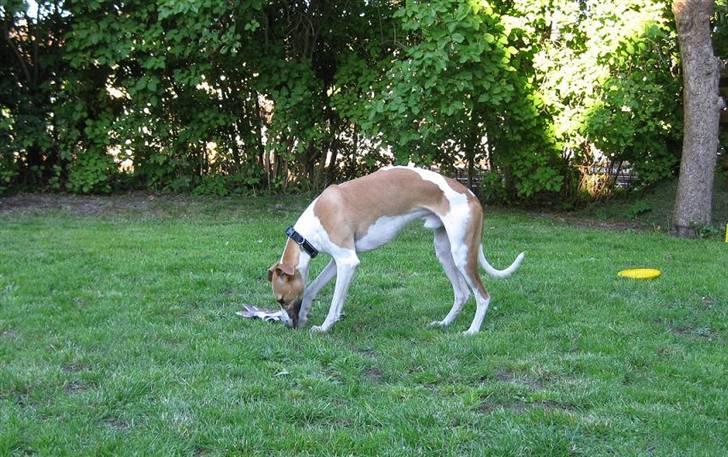 Whippet Hauxwells Thoth - Jeg elsker at lege i haven billede 7